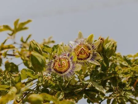 The Passion Fruit House