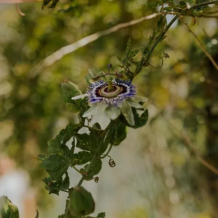 The Passion Fruit House Tatil Evi