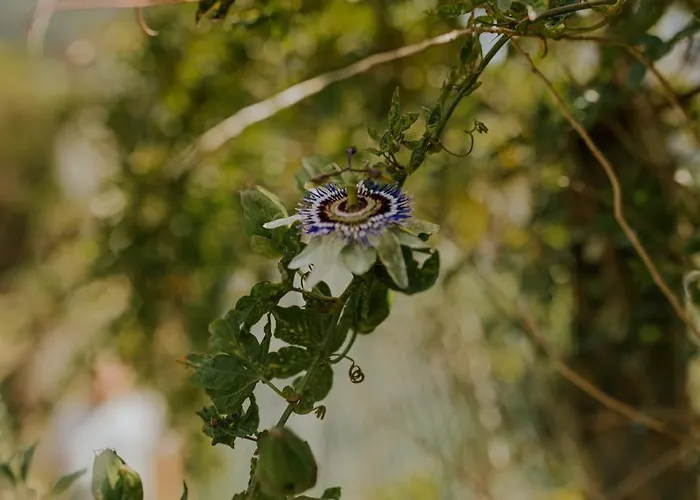 The Passion Fruit House Prázdninový dům