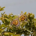 The Passion Fruit House