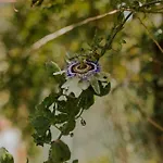 The Passion Fruit House Feriehus