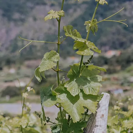 The Passion Fruit House São Vicente