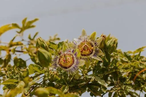 The Passion Fruit House