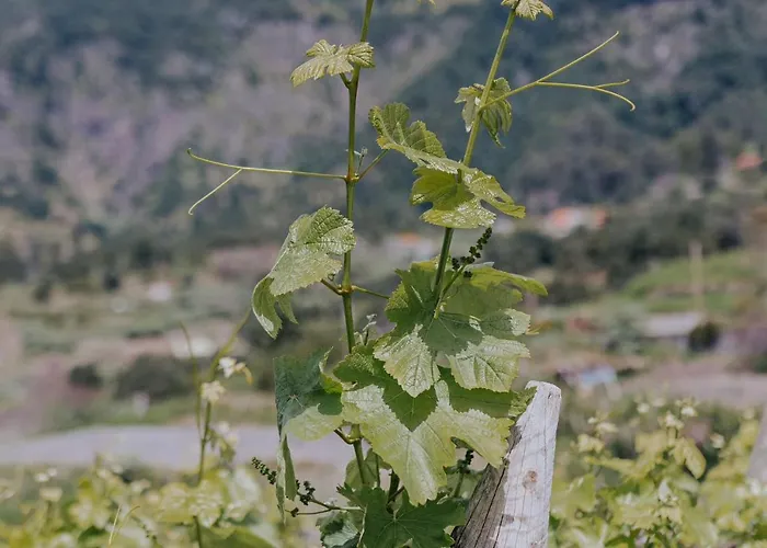 The Passion Fruit House Сан-Висенти